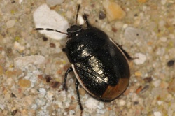 Legnotus limbosus - Bordered Shieldbug